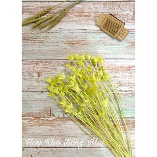 🌸Loại đẹp 🌸 Hoa khô NIGELLA, HOA VỪNG, HOA BÁT GIÁC màu XANH NHẠT decor trang trí