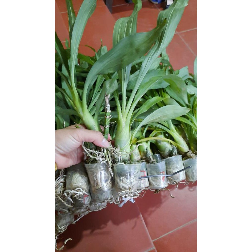 Hoa phong lan lan thiên nga đen