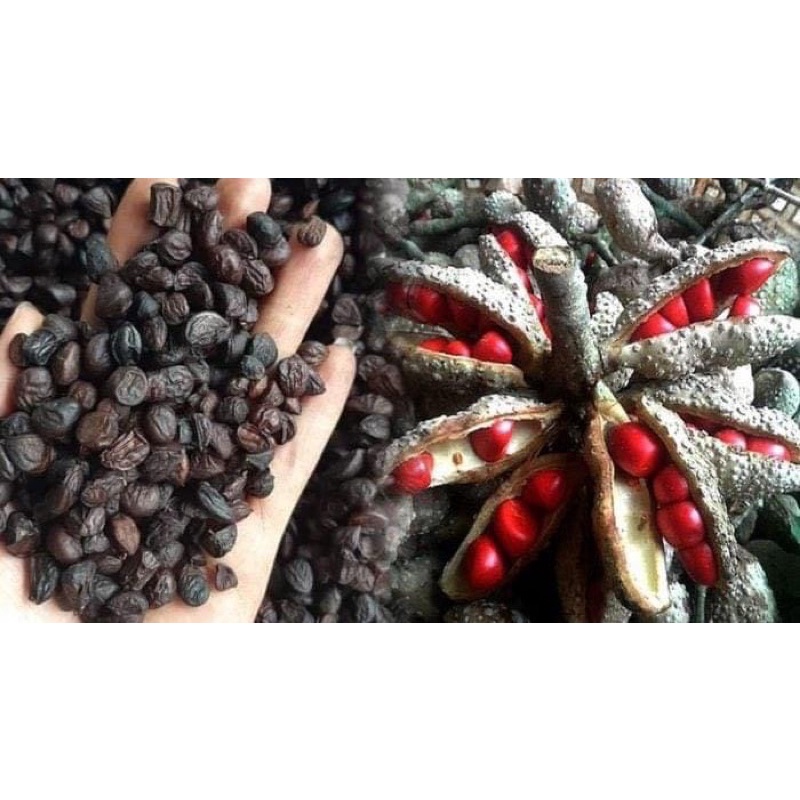 Hạt Dổi Rừng Siêu Thơm