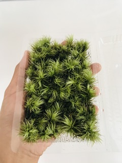 Rêu Giganteum ( hộp 10cm x15cm)
