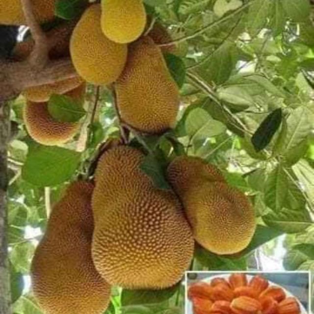 Cây 🌲 Mít ruột đỏ... siêu trái