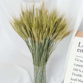 🌸FREE SHIP🌸Hoa khô trang trí 🌸 Lúa Mạch Khô Vintage