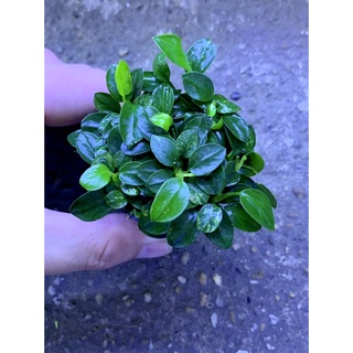 Ráy nana Petite cốc tròn (Cây thuỷ sinh)