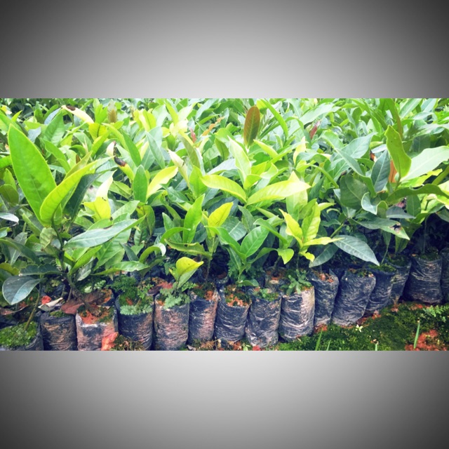 Hải đường hom 10 cây