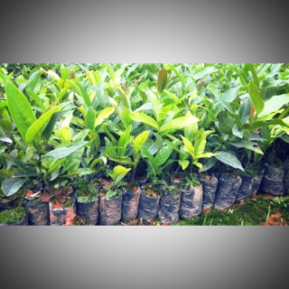 Hải đường hom 10 cây