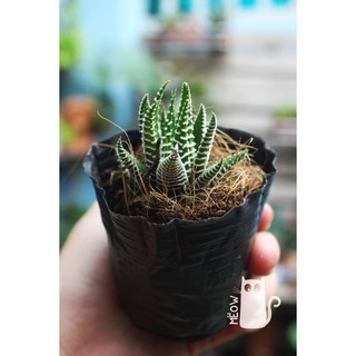 CÂY MÓNG RỒNG NHỎ