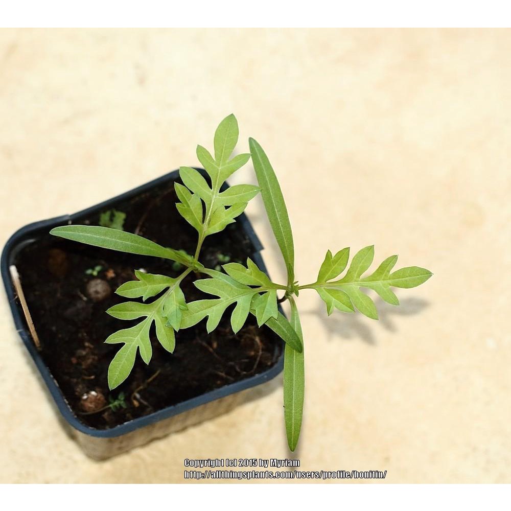 HẠT GIỐNG HOA SAO NHÁI / SAO NHÁY / HOA CÁNH BƯỚM VÀNG LÙN FVN GÓI 15 HẠT - COSMOS GOLD