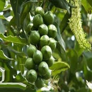 CÂY GIỐNG CÂY MẮC CA