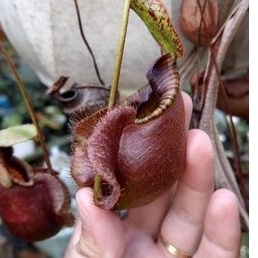 cây nắp ấm N. ( Viking x coccinea ) x viking
