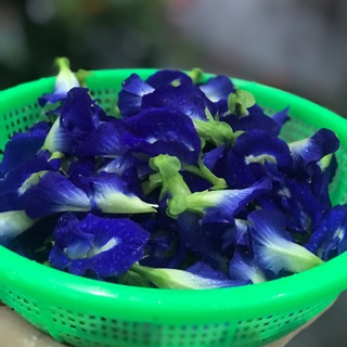 HOA ĐẬU BIẾC KHÔ 50gram TẶNG KÈM HẠT GIỐNG