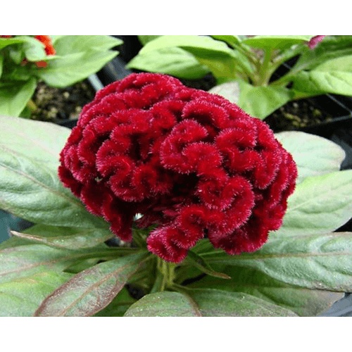 Hạt giống mào gà búa( tặng kèm phân bón và kích mầm)