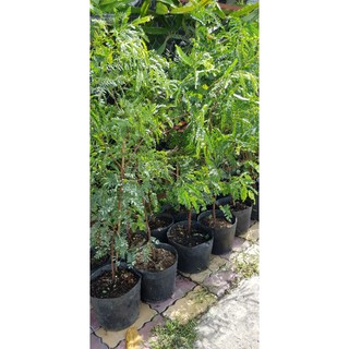Cây 🌲 Me thái...trái ngọt.