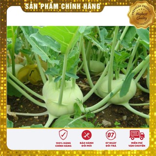 Hạt giống su hào xanh