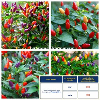 50H - HẠT GIỐNG ỚT NGŨ SẮC