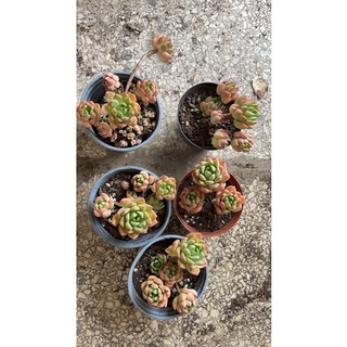SEN ĐÁ THỤ MINI CHỈ 55K