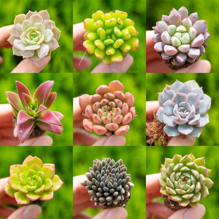 💢Sen đá vỉ mini mix màu 🆕(giao cây ngẫu nhiên)