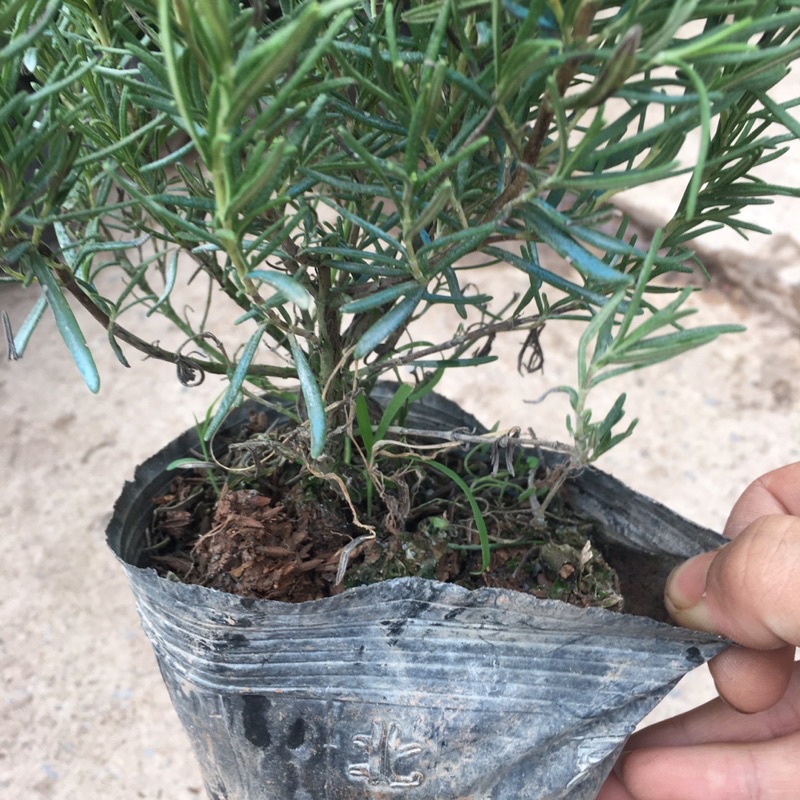 Cây Hương Thảo(Rosemary) Tán Xum,Cao,Hương Thơm Dễ Chịu,Xua Đuổi Côn Trùng (ẢNH THẬT)