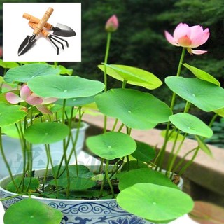1 hạt Sen mini Nhật CAM KẾT NẢY >90% - KO CÓ HẠT NỔI - 8 màu TẶNG BỘ DỤNG CỤ MINI