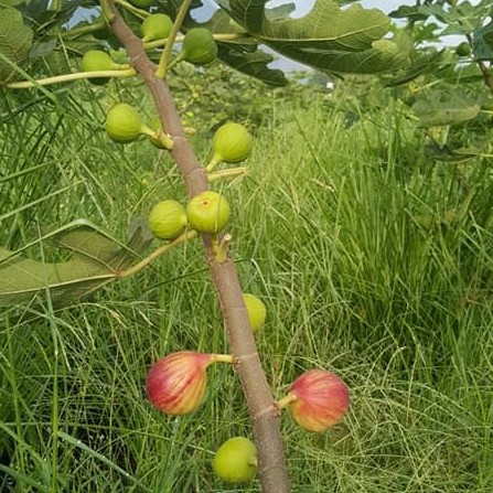 Cây giống sung Mỹ B5 Masui Dauphin