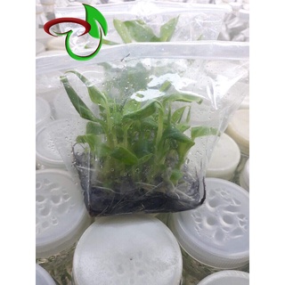 1kg (300 cái) - Bịch/ Túi Chịu Nhiệt PP Chuyên Dụng (Túi Nilon Nuôi Cấy Mô/Làm Meo Nấm)