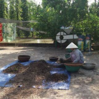 Tiêu sọ khô (Còn vỏ)