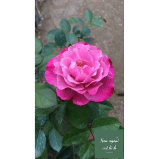 Hoa hồng ngoại Muriel Robin Rose Tím cực phẩm-Hoangoaimelinh