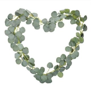 Dây bạch đàn  lá tròn  loại 1m không hoa màu xanh