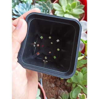 Chậu nhựa đen 7 x 7