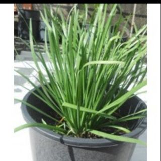 Cây hẹ giống(BẦU ĐẤT)