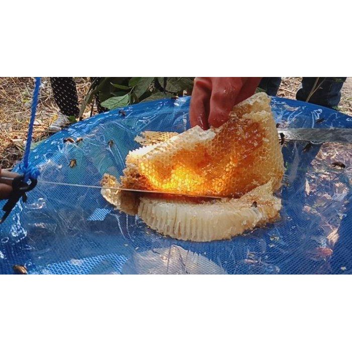 Mật Ong Nguyên Chất- Thơm Ngon  Hoa Cà Phê 100% Không Pha Đường Được Sản Xuất Tại Trại Nuôi Gia Lai Có GIấy Phép | BigBuy360 - bigbuy360.vn