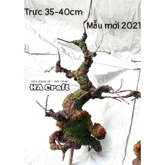 Gốc bonsai,thân cây bonsai thế Trực 40-45cm làm hoa mai,đào Handmade