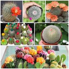 Hạt Giống Xương Rồng