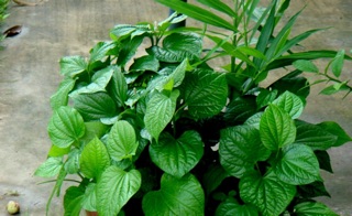 10 cây giống lá lốt(loại rễ trần)