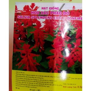 HẠT HOA XÁC PHÁO ĐỎ - GÓI 0,5 GRAM