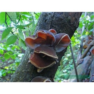 Mộc Nhĩ Rừng Ba Bể