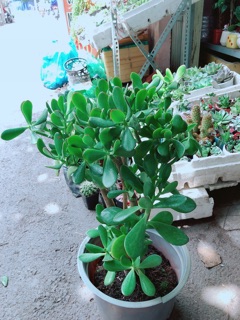 Chậu Ngọc Bích