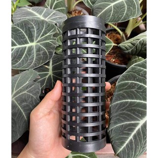 Cột leo cho cây trầu bà