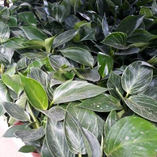 🌿Cây Đế Bạch Kim🌿