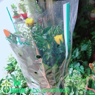 Hoa hồng màu vàng