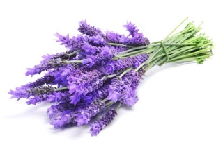 Hạt giống Hoa Oải hương