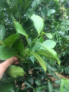 Kombucha siêu ú làm trà
