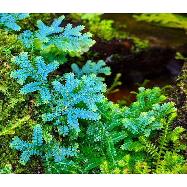 Cây Selaginella uncinata Blue Spikemoss  chậu nhựa 8cm