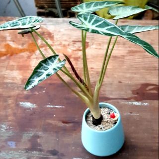 Cây môn sọc/ môn quan âm chậu nhựa/ chậu sứ