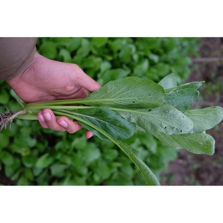 HẠT GIỐNG CẢI NGỌT(CHẤT LƯỢNG-UY TÍN)