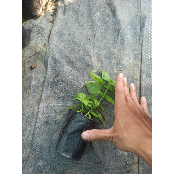 Cây basil húng xanh