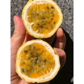 Cây chanh dây ngọt hoàng kim