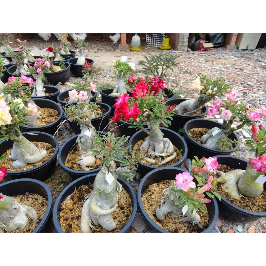 Hạt giống hoa sứ kép mix màu Aconda-Somalen-Kim tử tháp-cánh kép màu lai