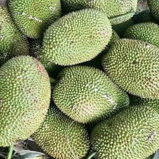 Cây mít tố nữ... 8 tháng  cây cho trái