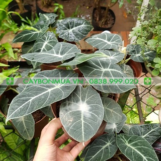 [Hà Nội] Cây môn nhung - alocaisia black velvet cây đã trưởng thành một cây được 5-6 lá khỏe mạnh