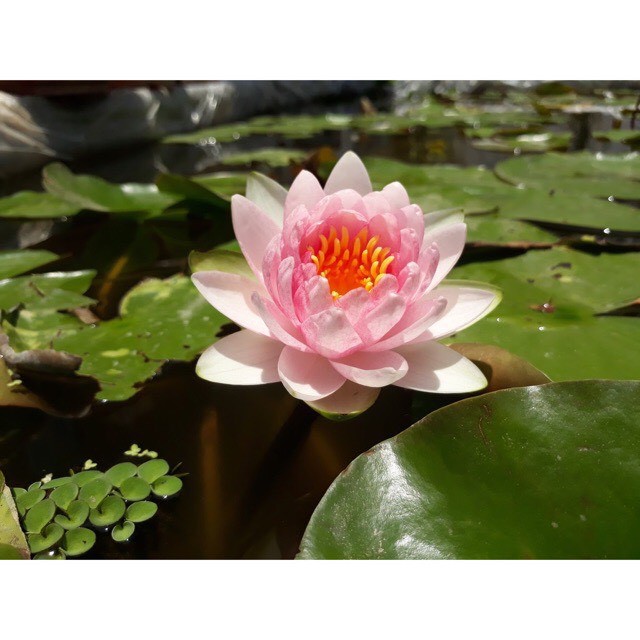 COMBO 6 CÂY HOA SÚNG THÁI LAN